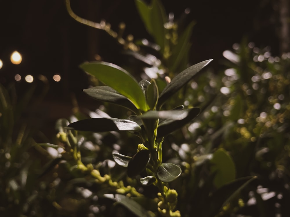 a close up of a plant with green leaves