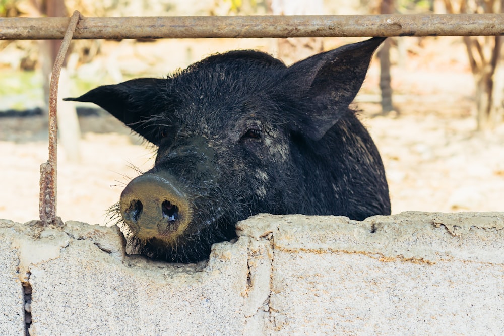 un maiale nero che sporge la testa da un muro