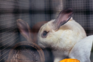 a white rabbit sitting inside of a cage next to a pumpkin