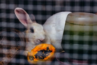a white rabbit sitting next to a pumpkin