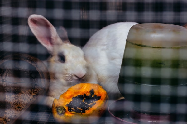 a white rabbit sitting next to a pumpkin