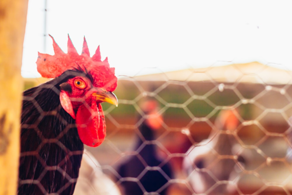 a close up of a rooster behind a fence