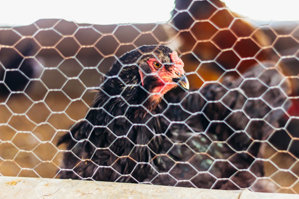 a close up of a chicken behind a fence