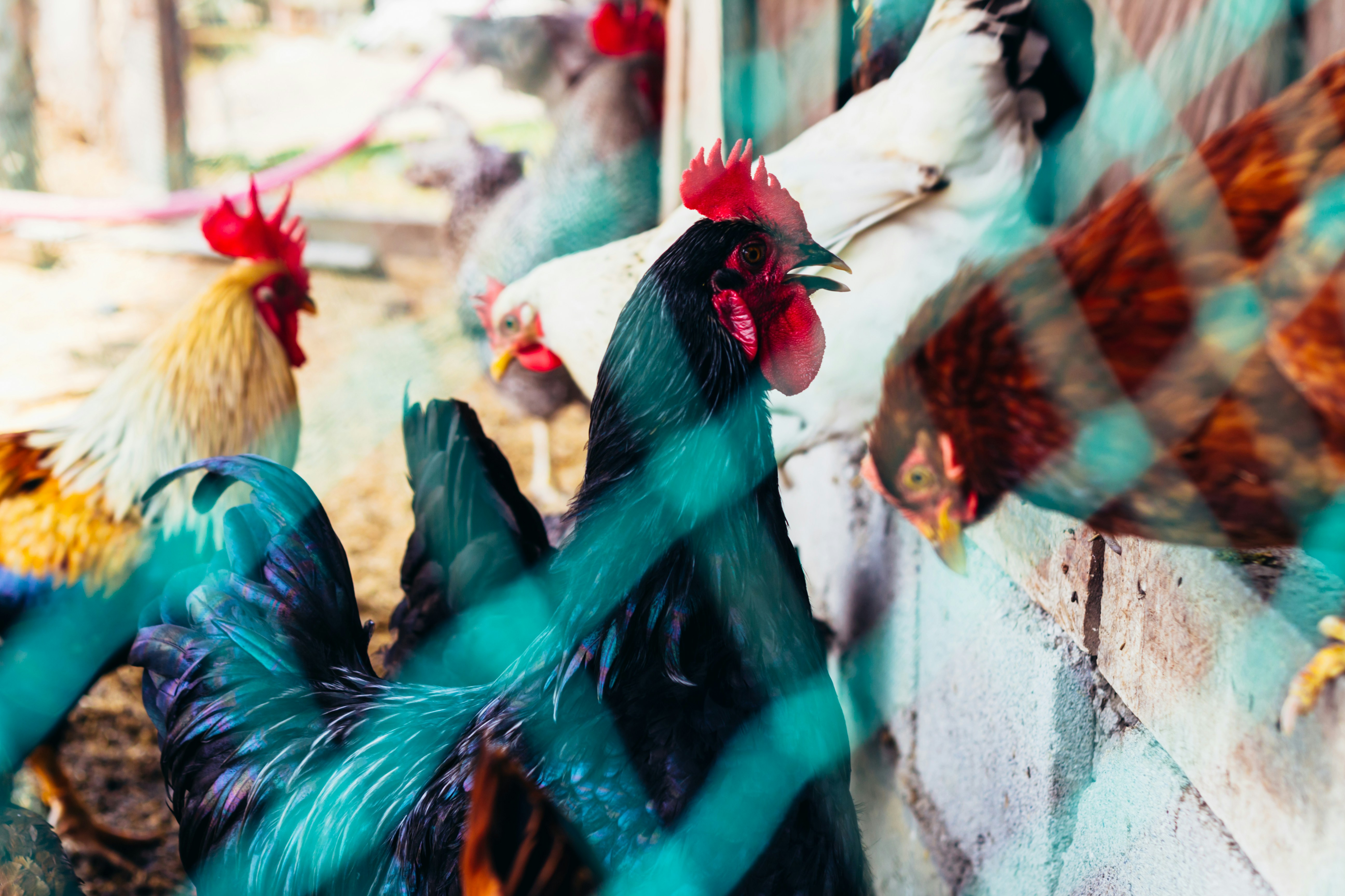A group of chickens standing next to each other photo – Free Chicken ...