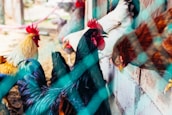 a group of chickens standing next to each other
