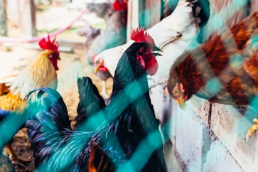 a group of chickens standing next to each other