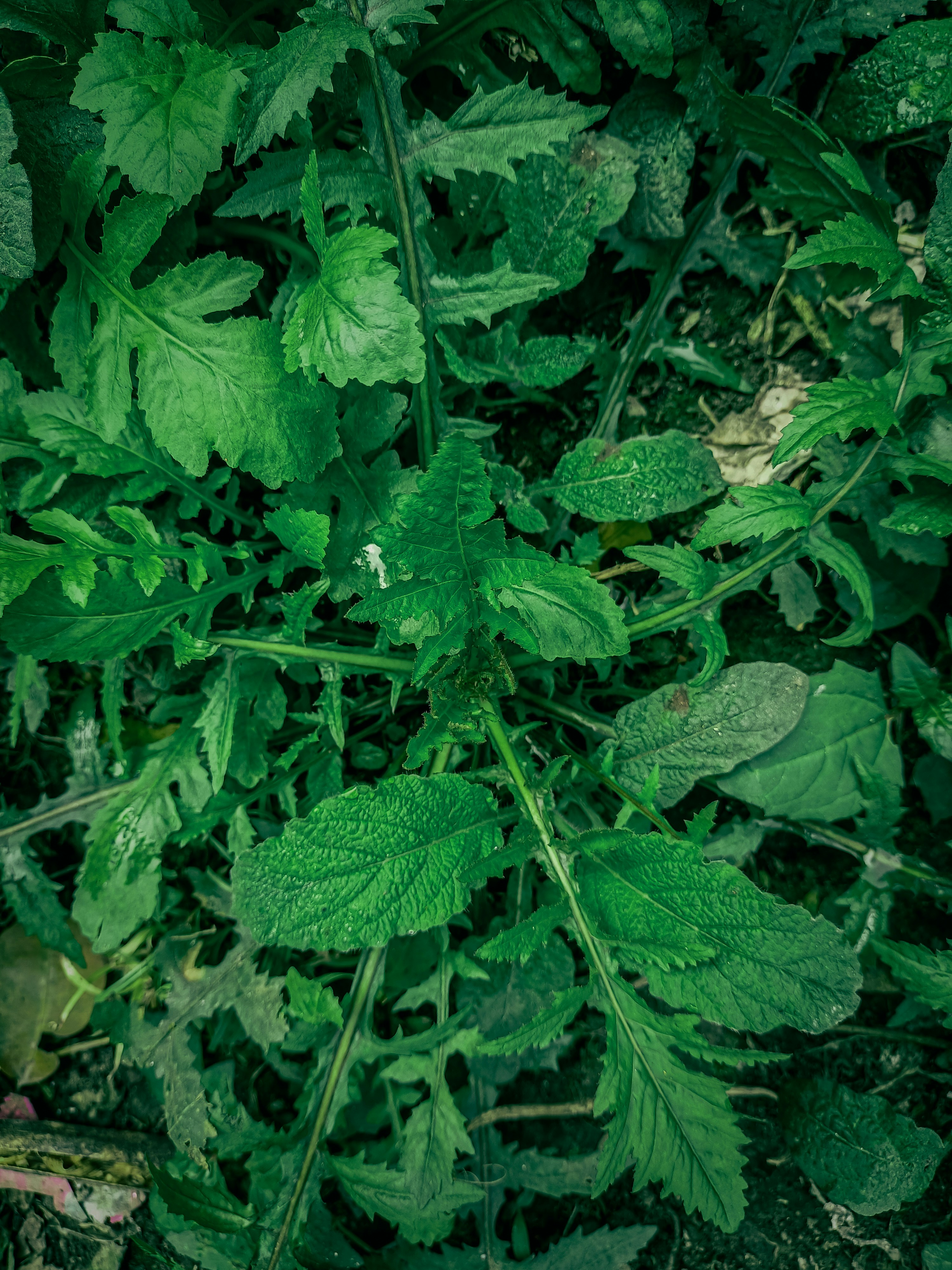 un gros plan d’une plante verte avec des feuilles