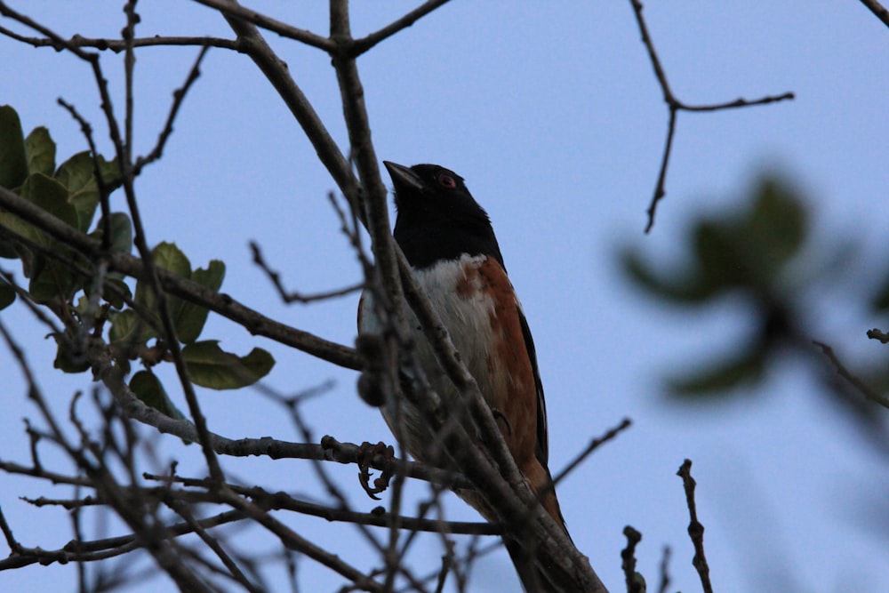 a small bird perched on a tree branch