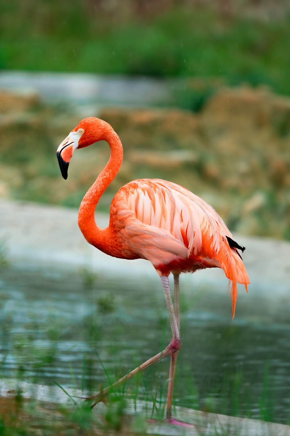 a pink flamingo standing in a body of water