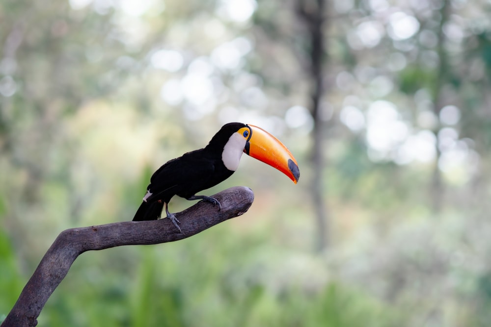 a toucan sitting on a branch in a forest