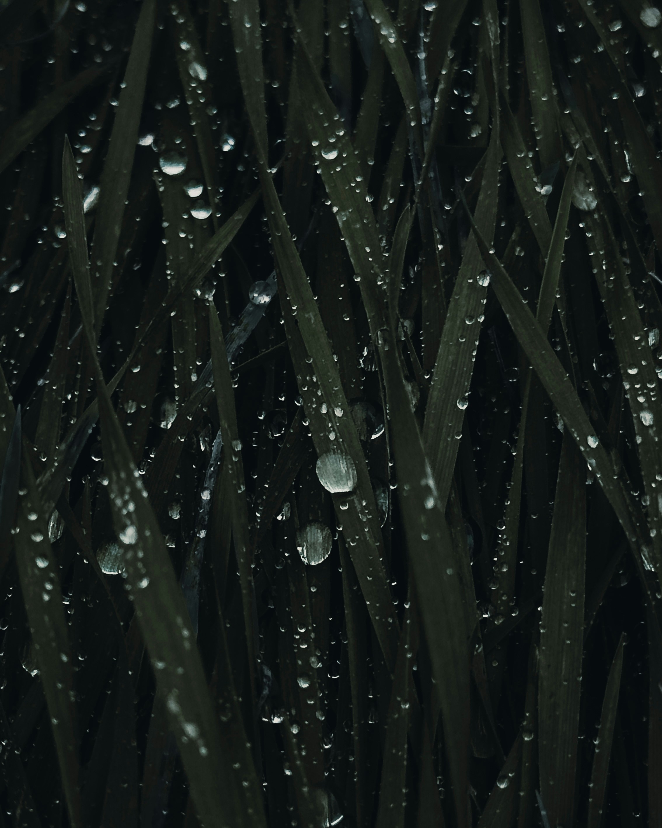 A bunch of grass with water drops on it photo Free Visalia Image on