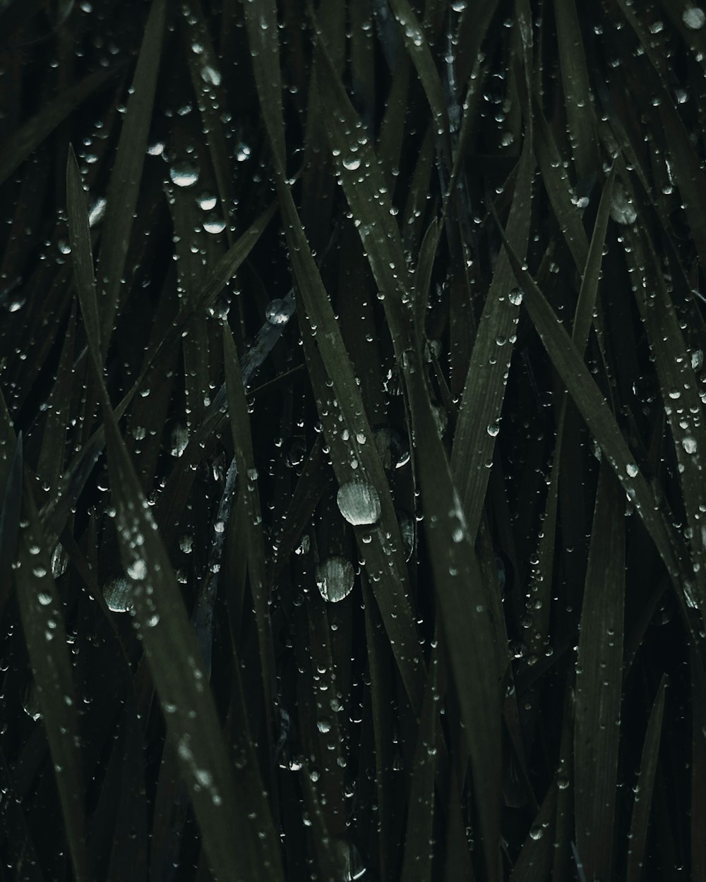 a bunch of grass with water drops on it