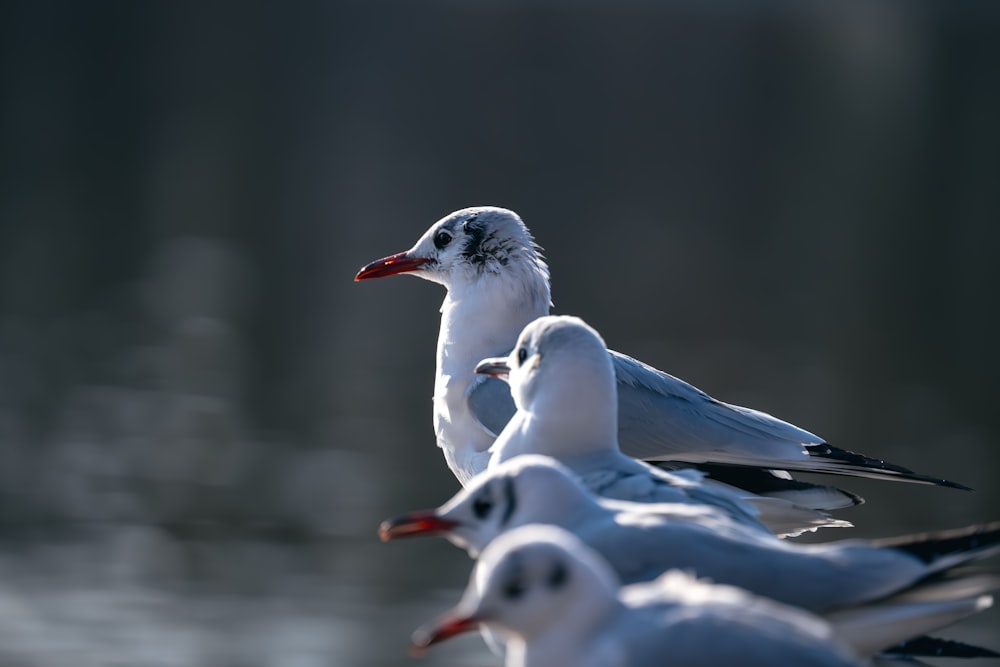 uno stormo di uccelli in piedi sopra uno specchio d'acqua