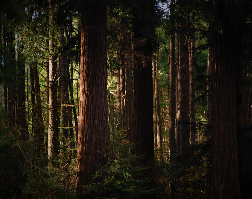 a forest filled with lots of tall trees