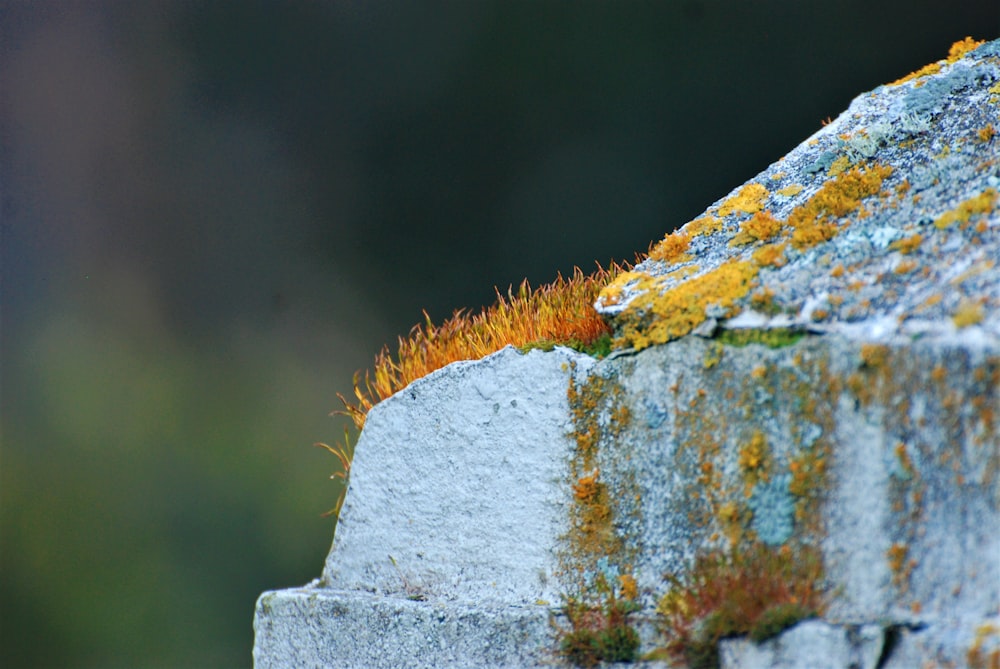 a close up of a rock with moss growing on it