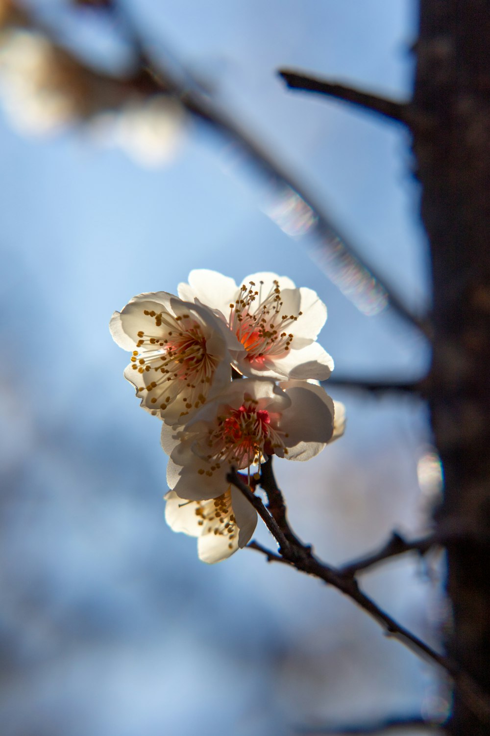 a close up of a flower on a tree