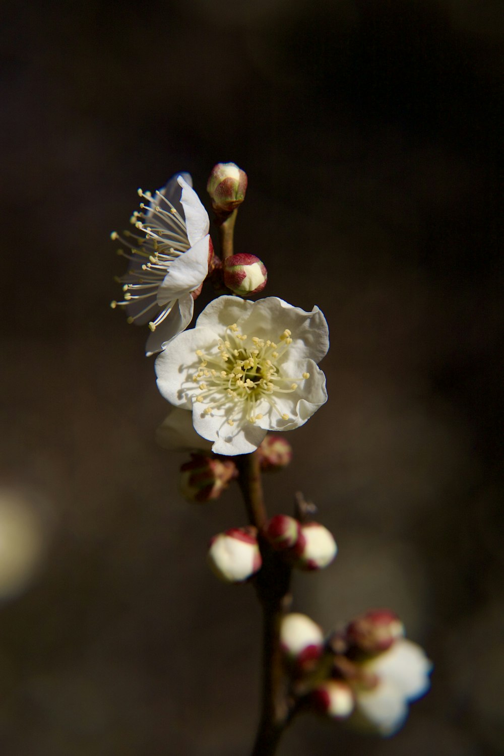 a close up of a flower on a plant