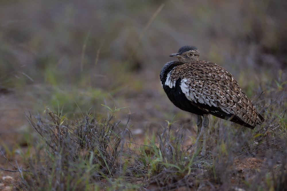 un oiseau debout dans un champ d’herbe