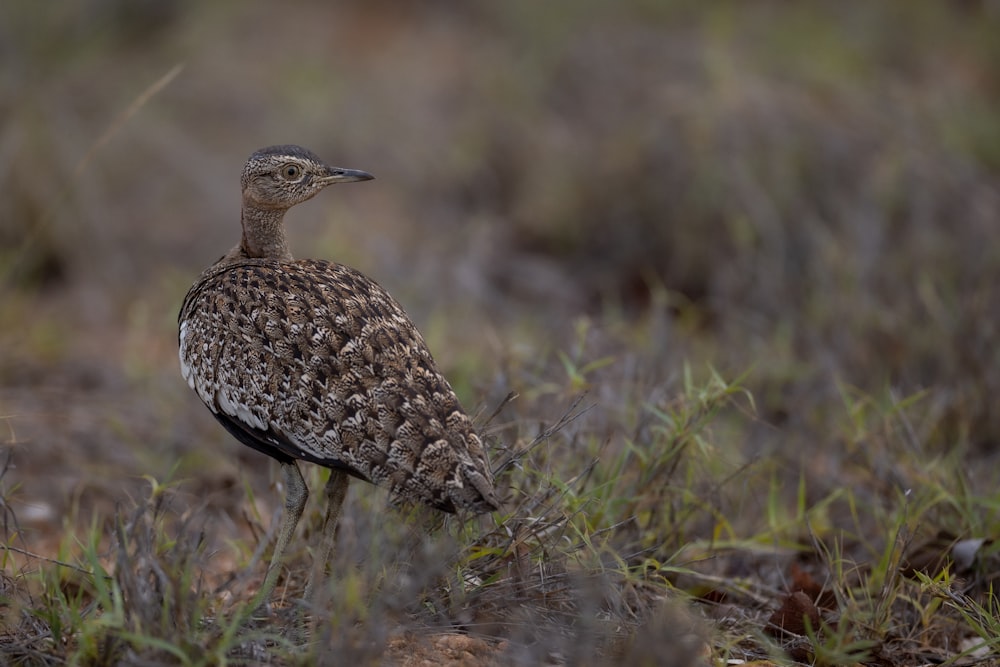 ein Vogel, der in einem Grasfeld steht