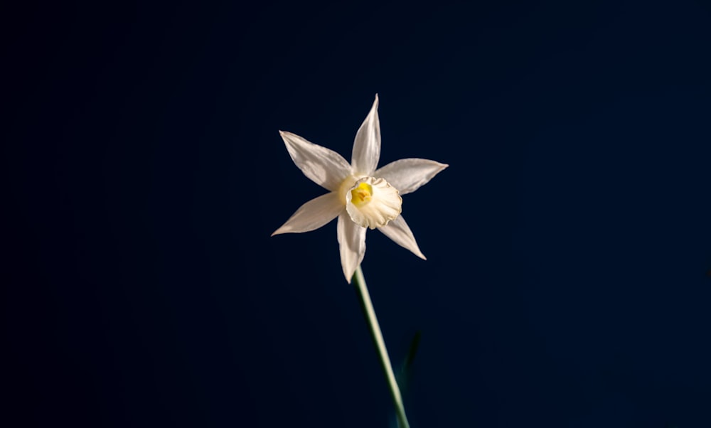 a white flower with a yellow center on a stem