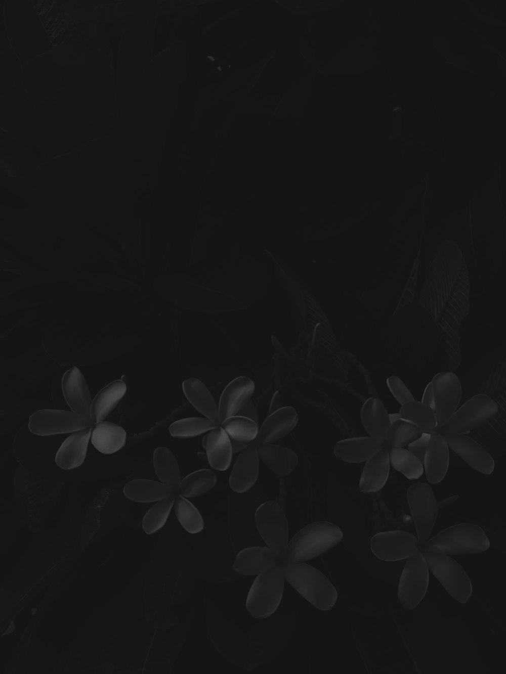 a black and white photo of some flowers