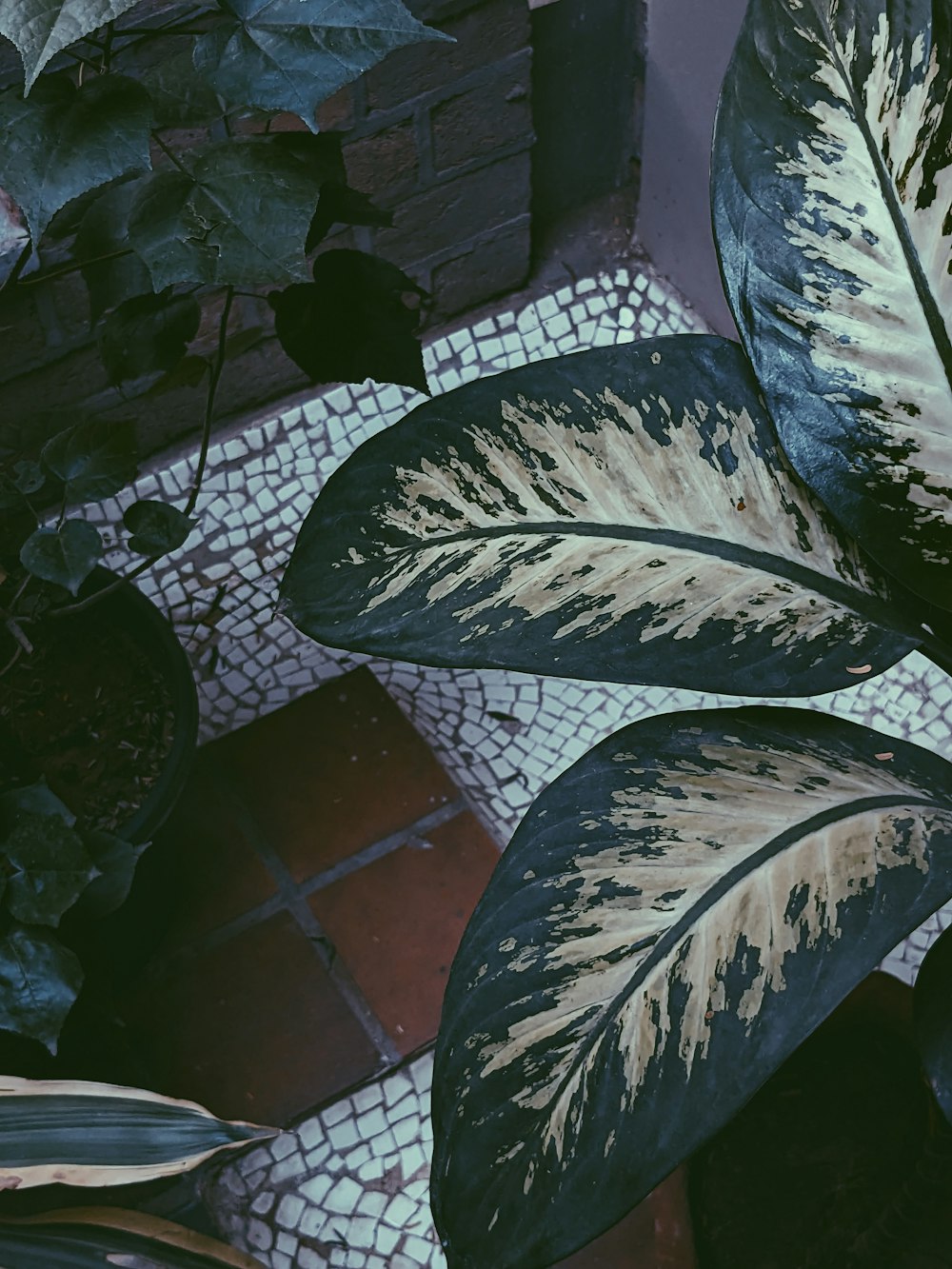 a green and white plant sitting next to a brick wall