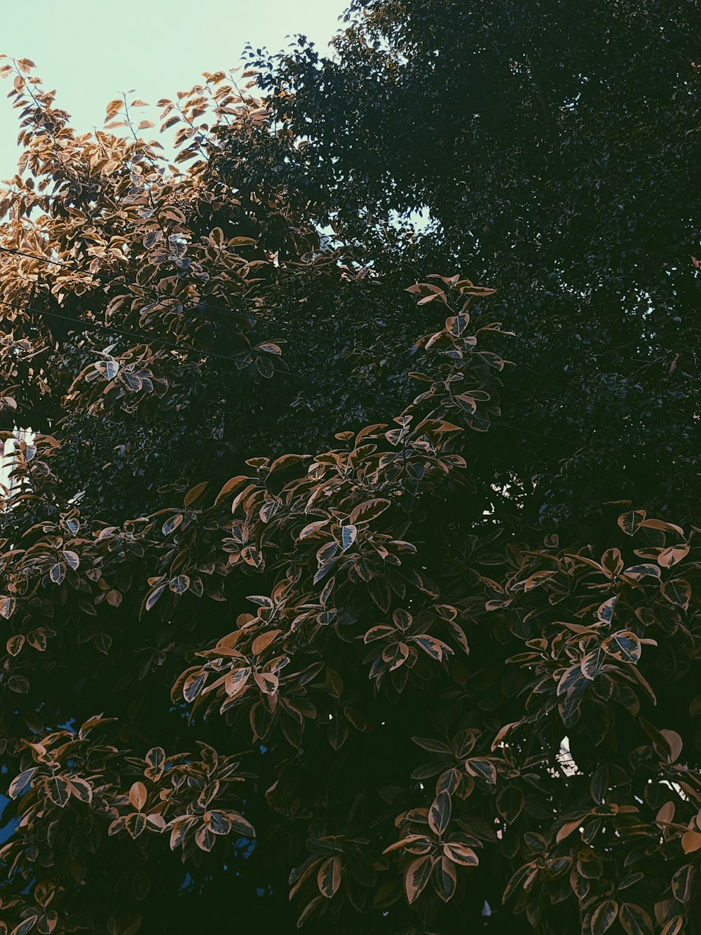 a large tree with lots of leaves in front of a blue sky