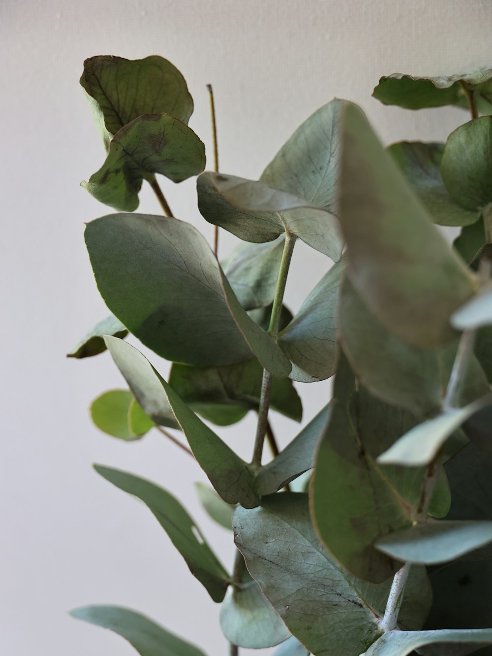 a close up of a plant with green leaves