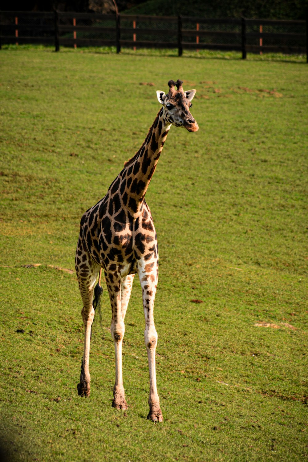 a giraffe standing in the middle of a grassy field