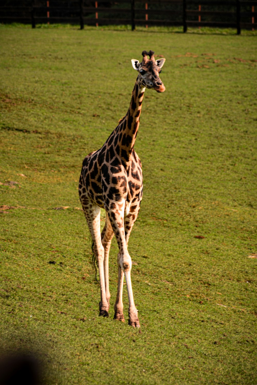 a giraffe walking across a lush green field