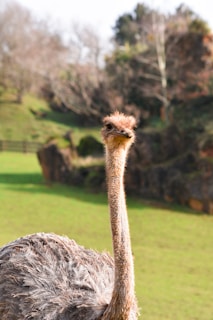 an ostrich is standing in a grassy field