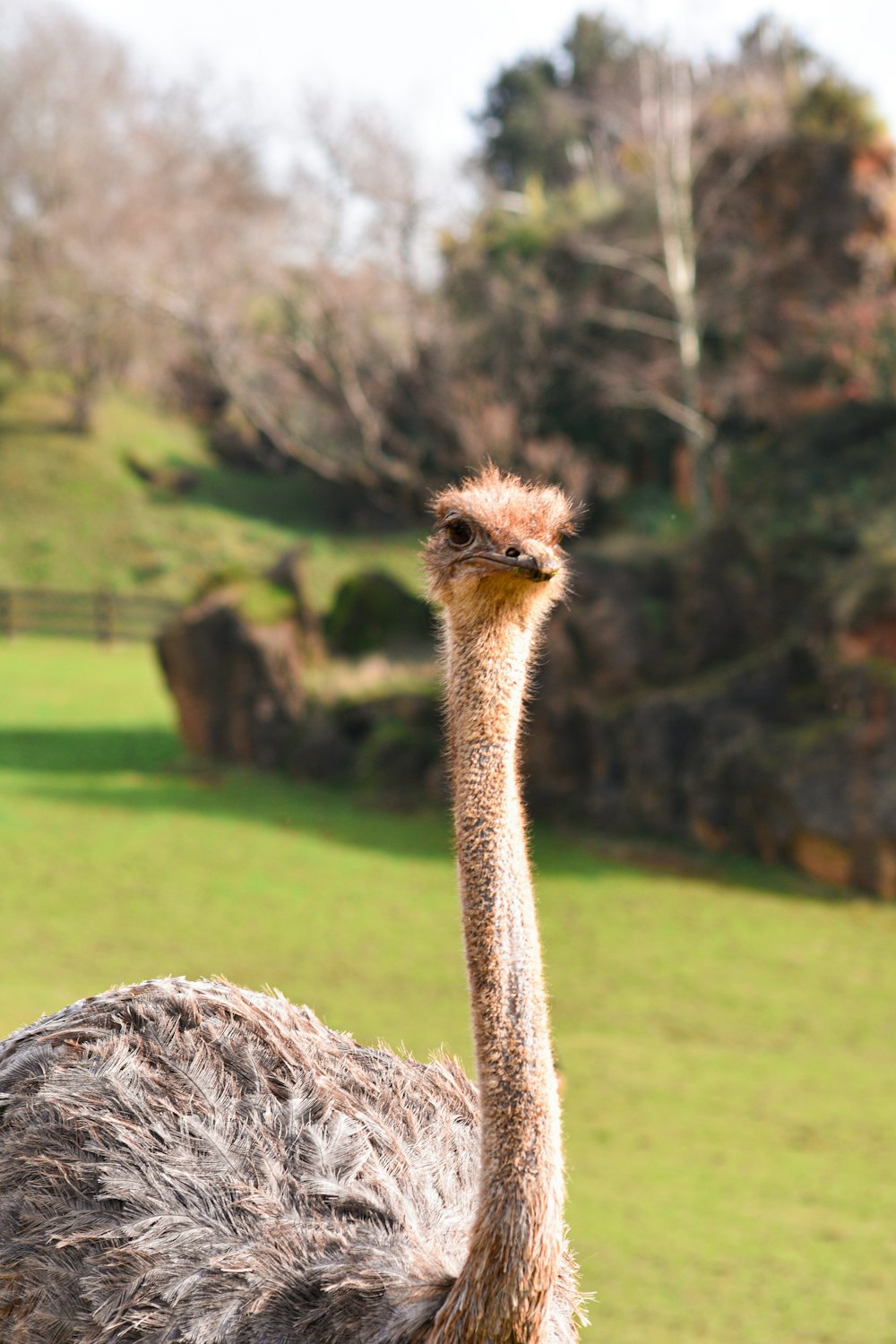 an ostrich is standing in a grassy field