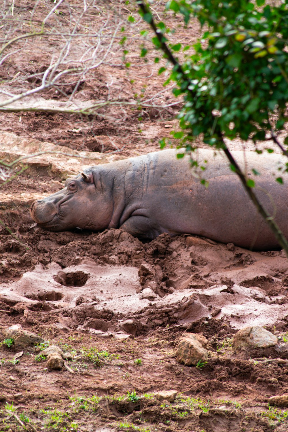 a hippopotamus laying on the ground in the mud