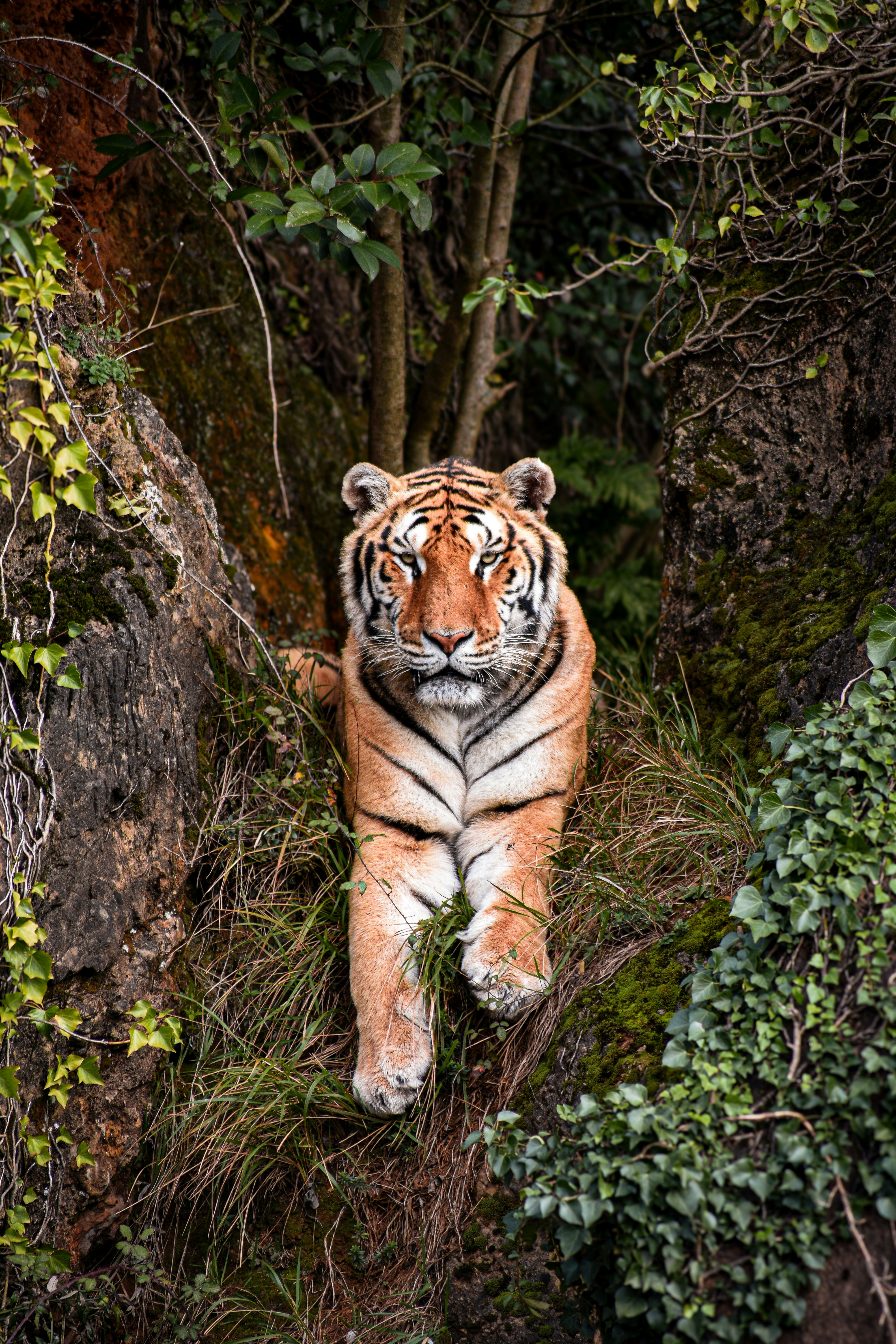 un tigre acostado en medio de un bosque