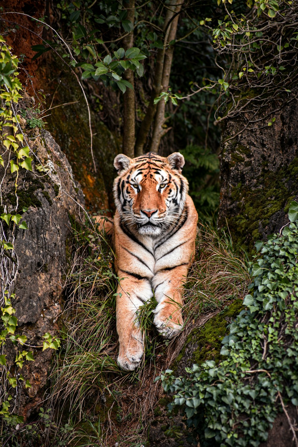 a tiger laying down in the middle of a forest