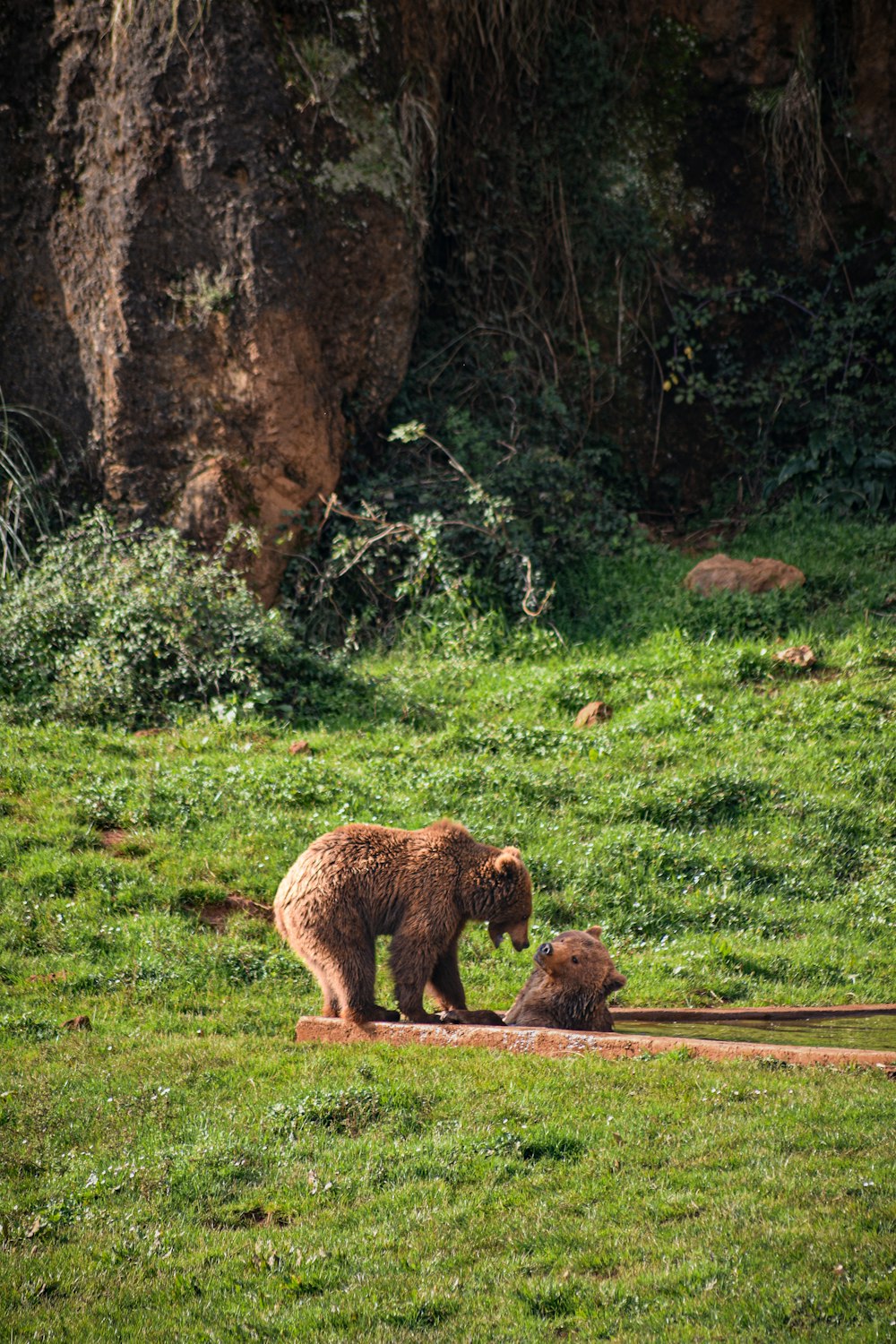 two brown bears in a grassy field next to trees