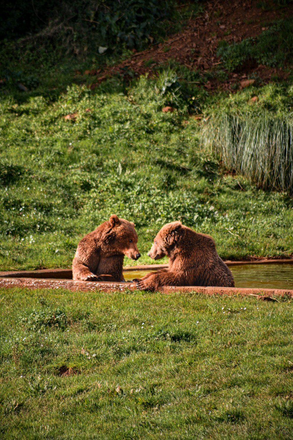 two brown bears are sitting in the grass