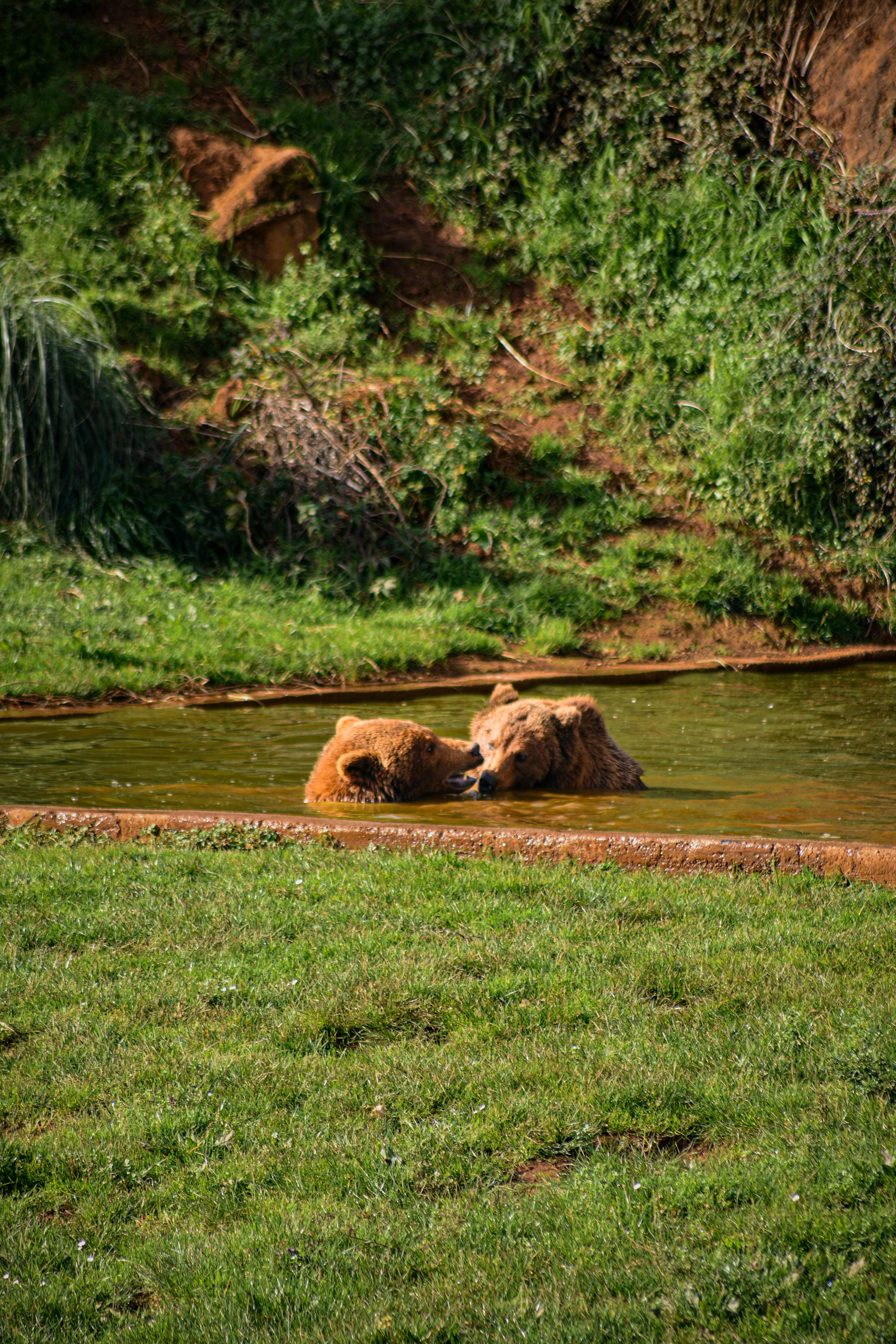 un par de osos que están en el agua