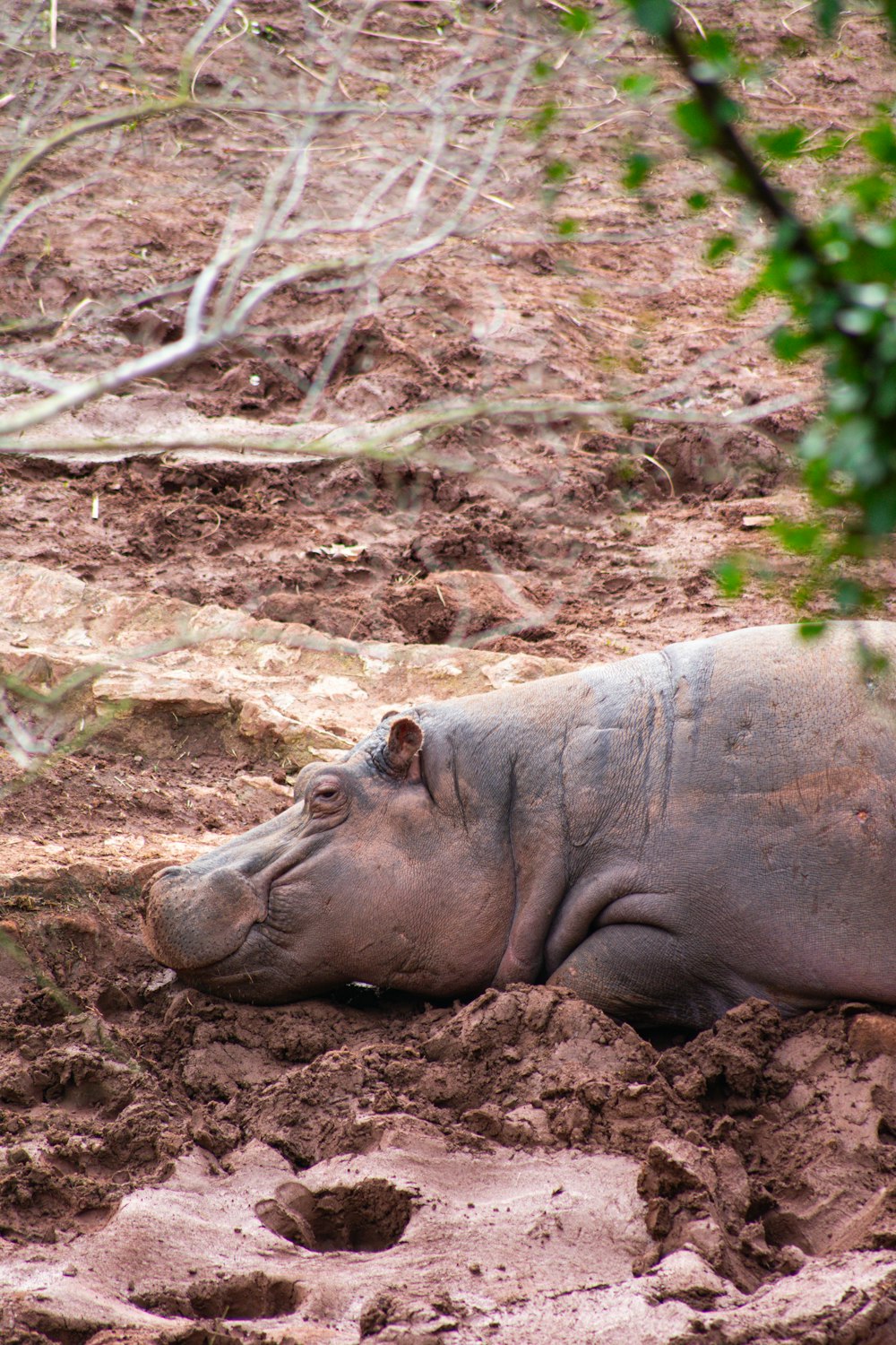 a hippopotamus laying on the ground in the mud