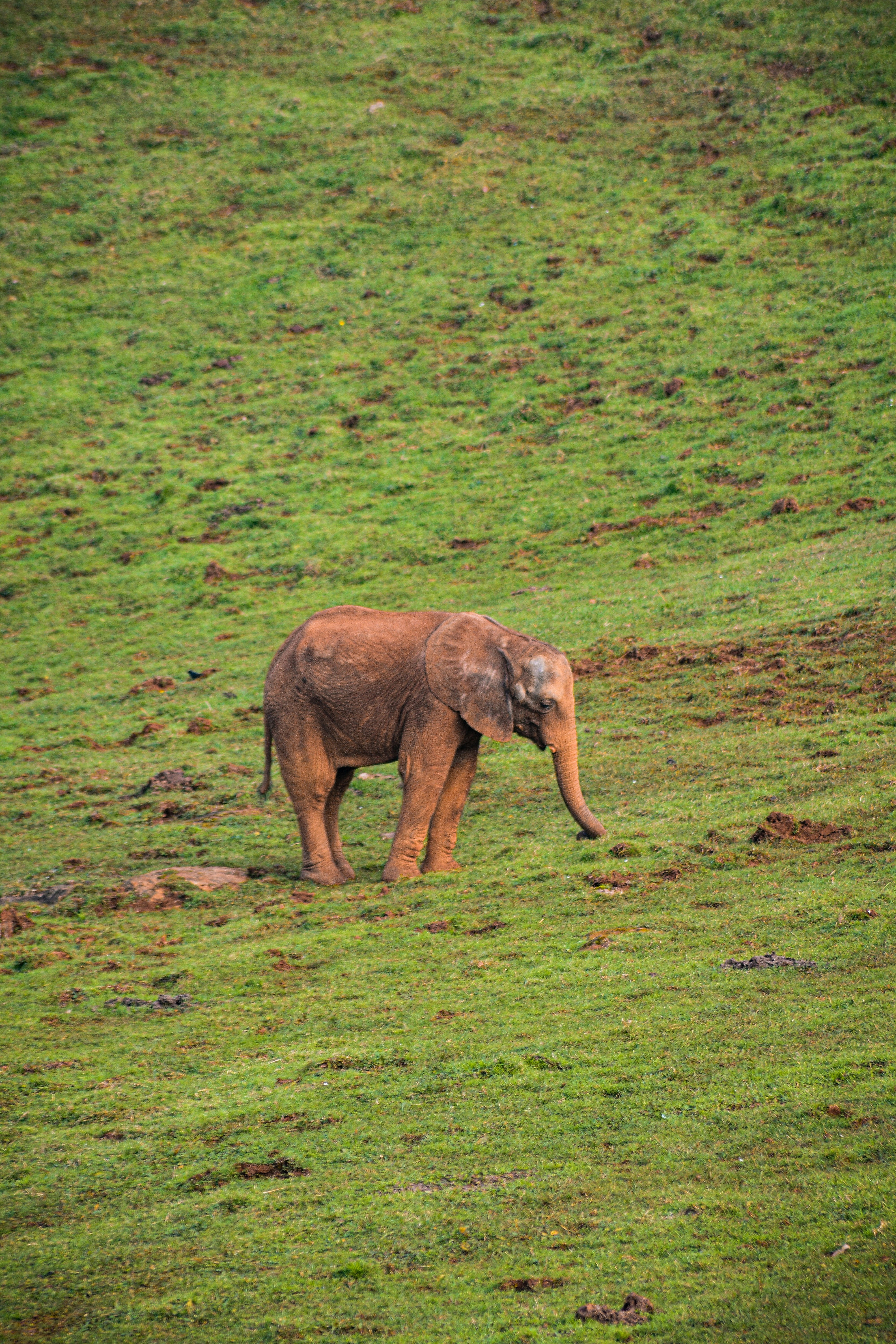 un elefante bebé caminando a través de un exuberante campo verde