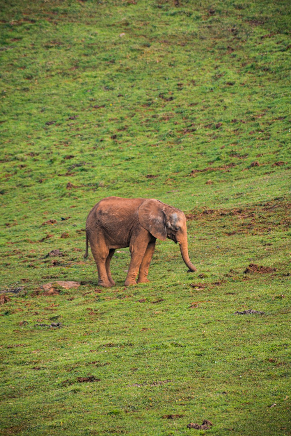 a baby elephant walking across a lush green field