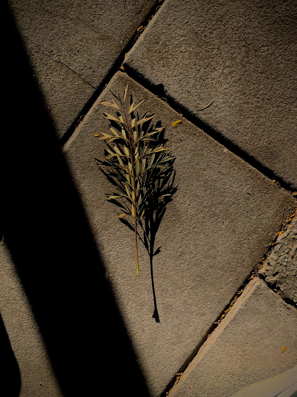 a small plant is sitting on a sidewalk