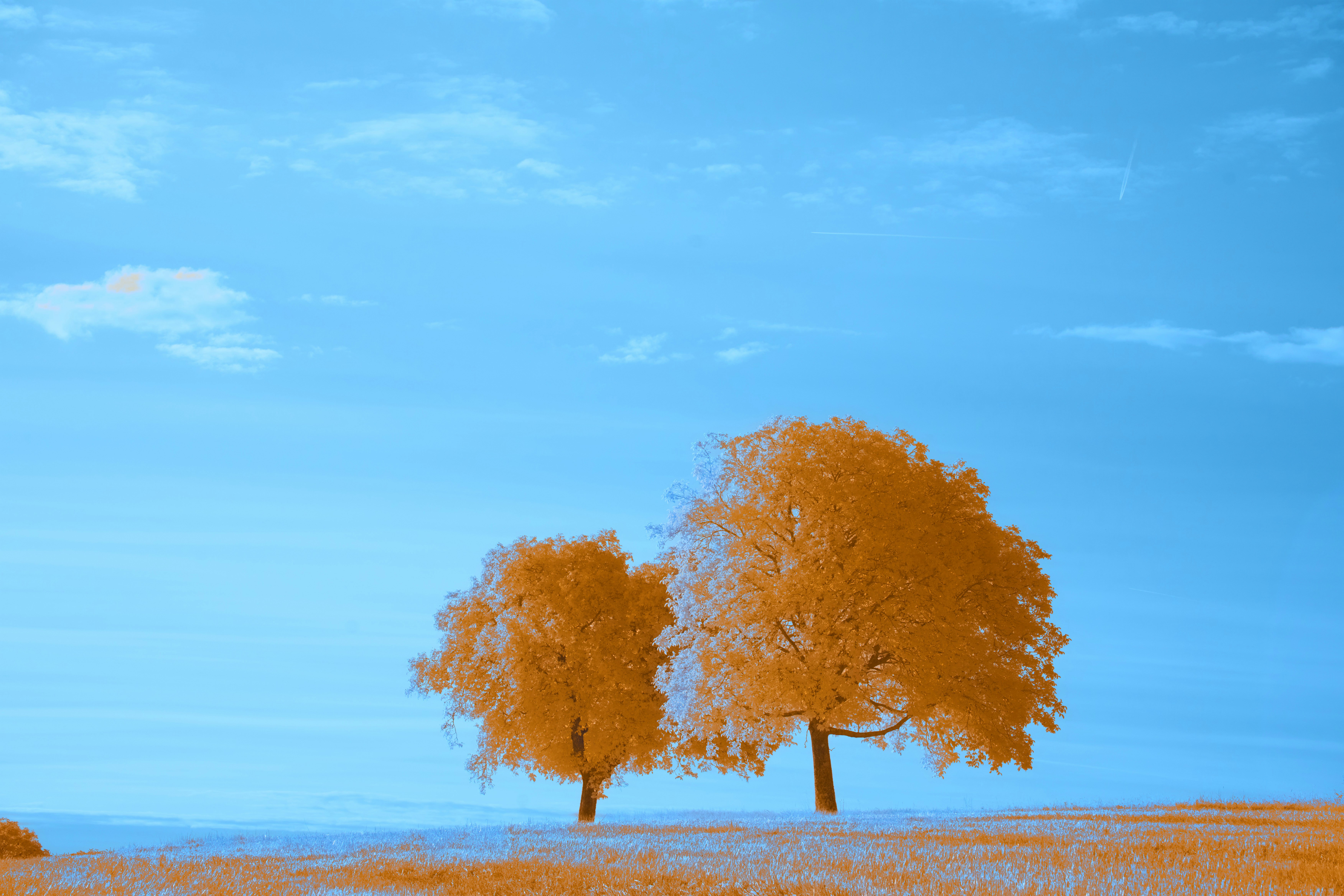 Photo by wolfgang_hasselmann