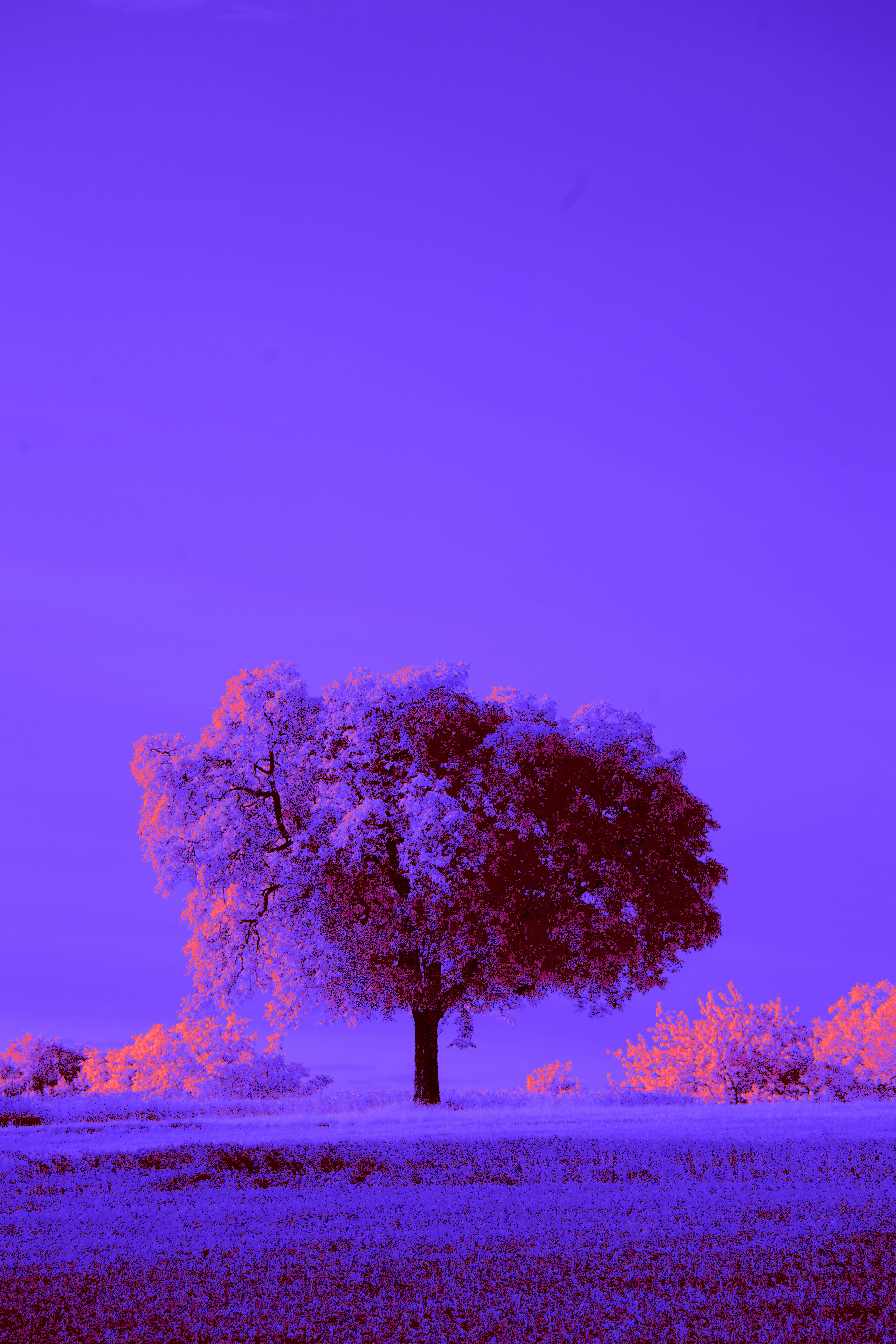 A tree in a field with a purple sky in the background photo – Free Infrared  photography Image on Unsplash, image size:3000x4500