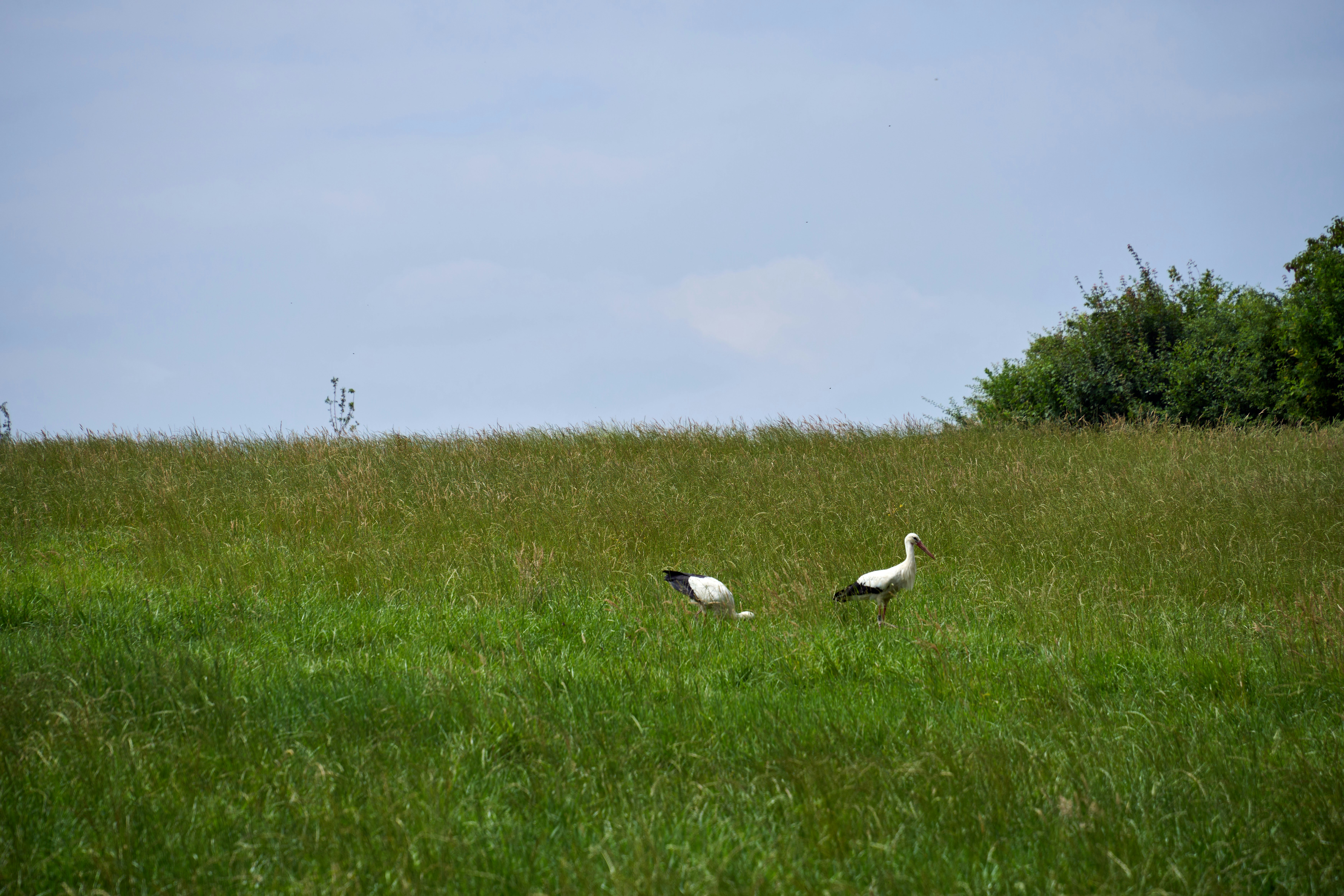 Photo by wolfgang_hasselmann