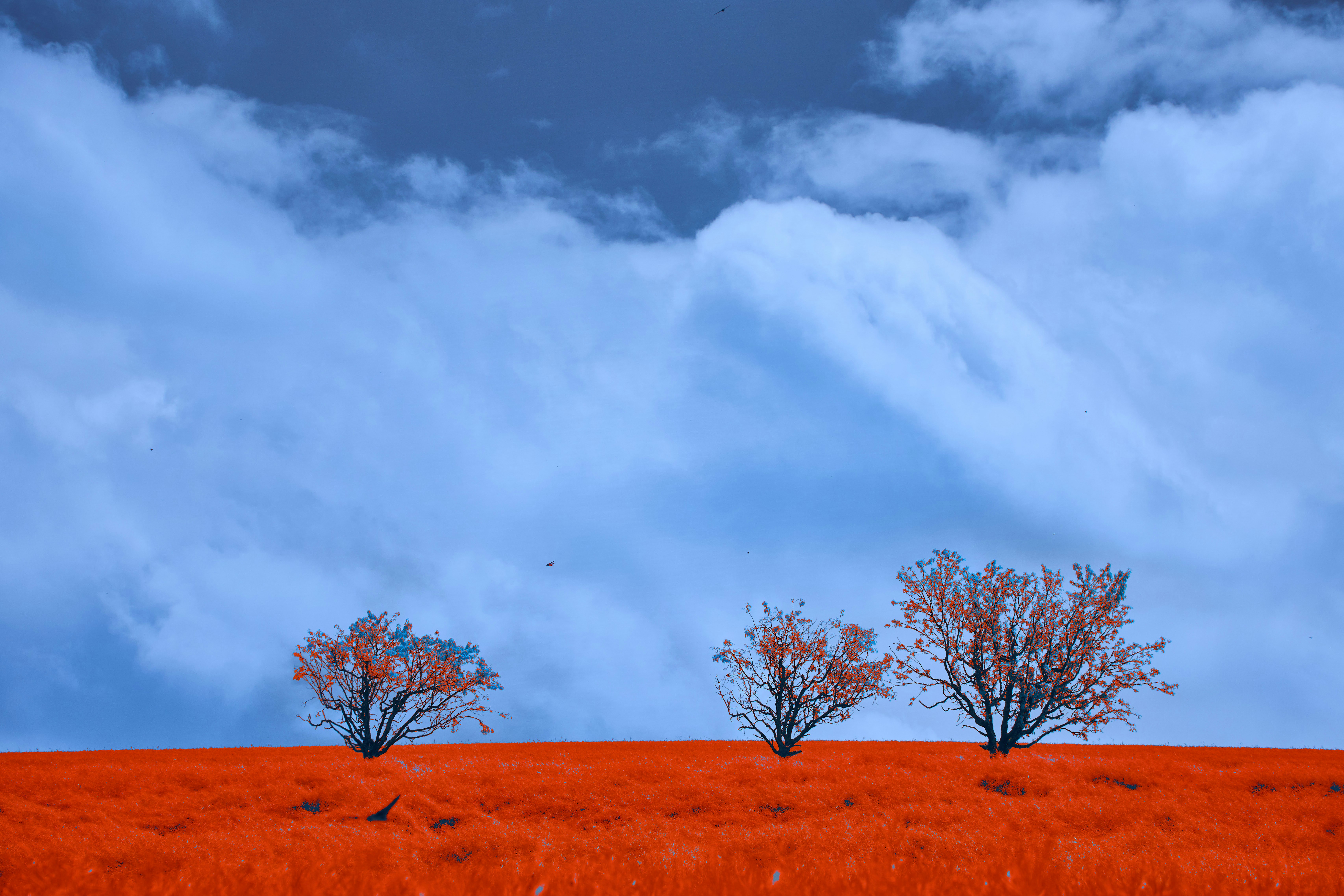 Photo by wolfgang_hasselmann