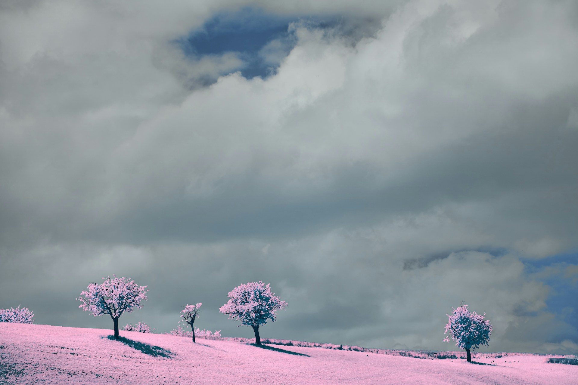 a group of trees that are on a hill