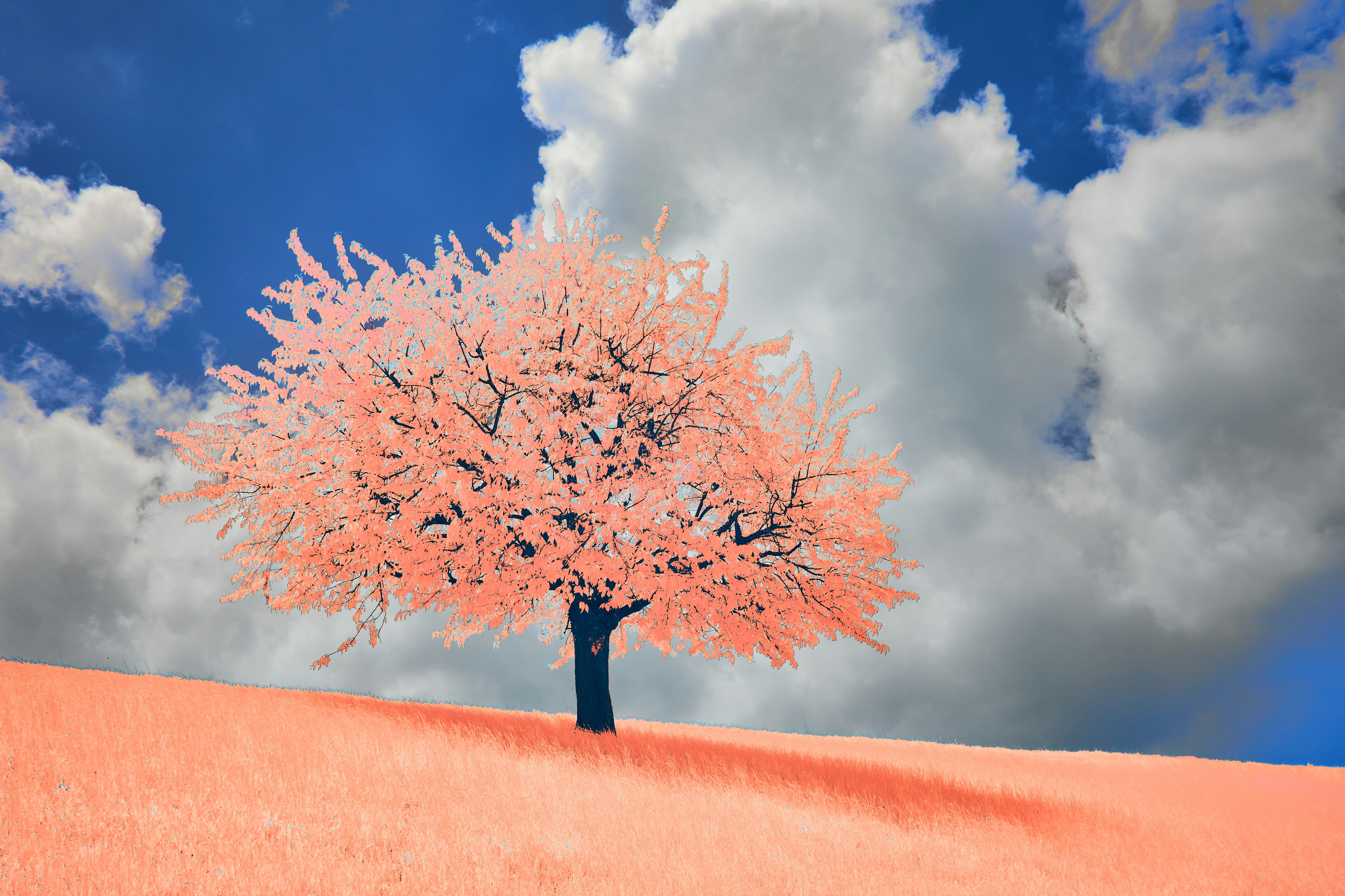 Photo by wolfgang_hasselmann