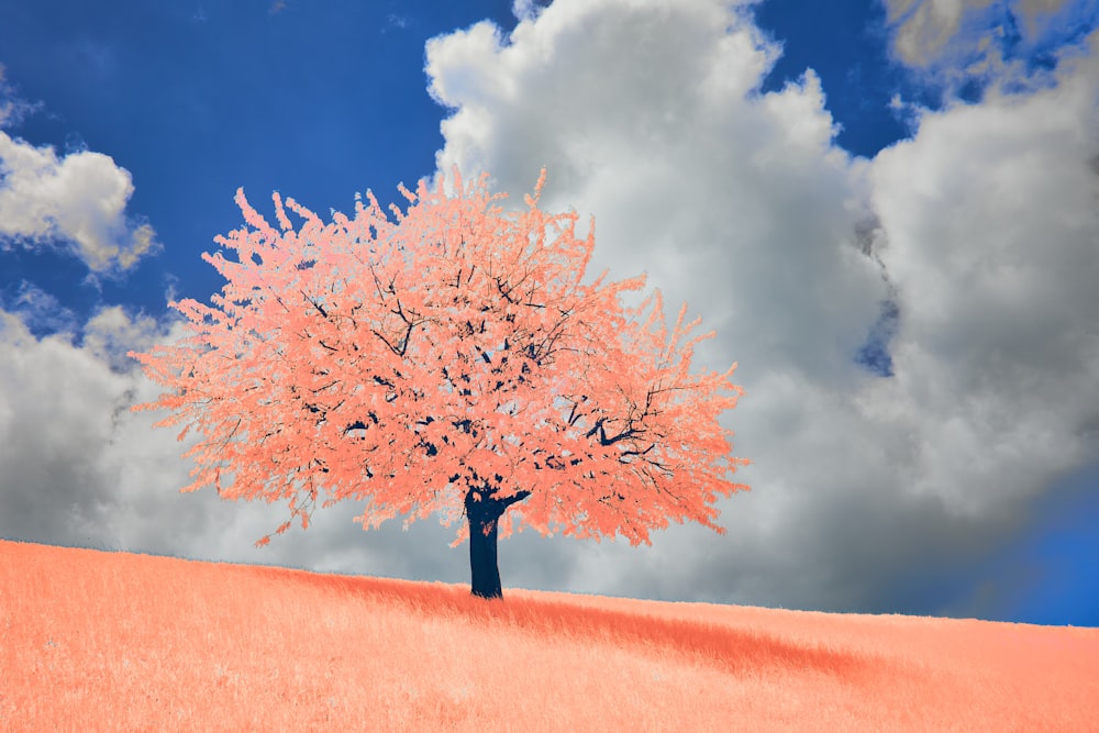 a pink tree in the middle of a field