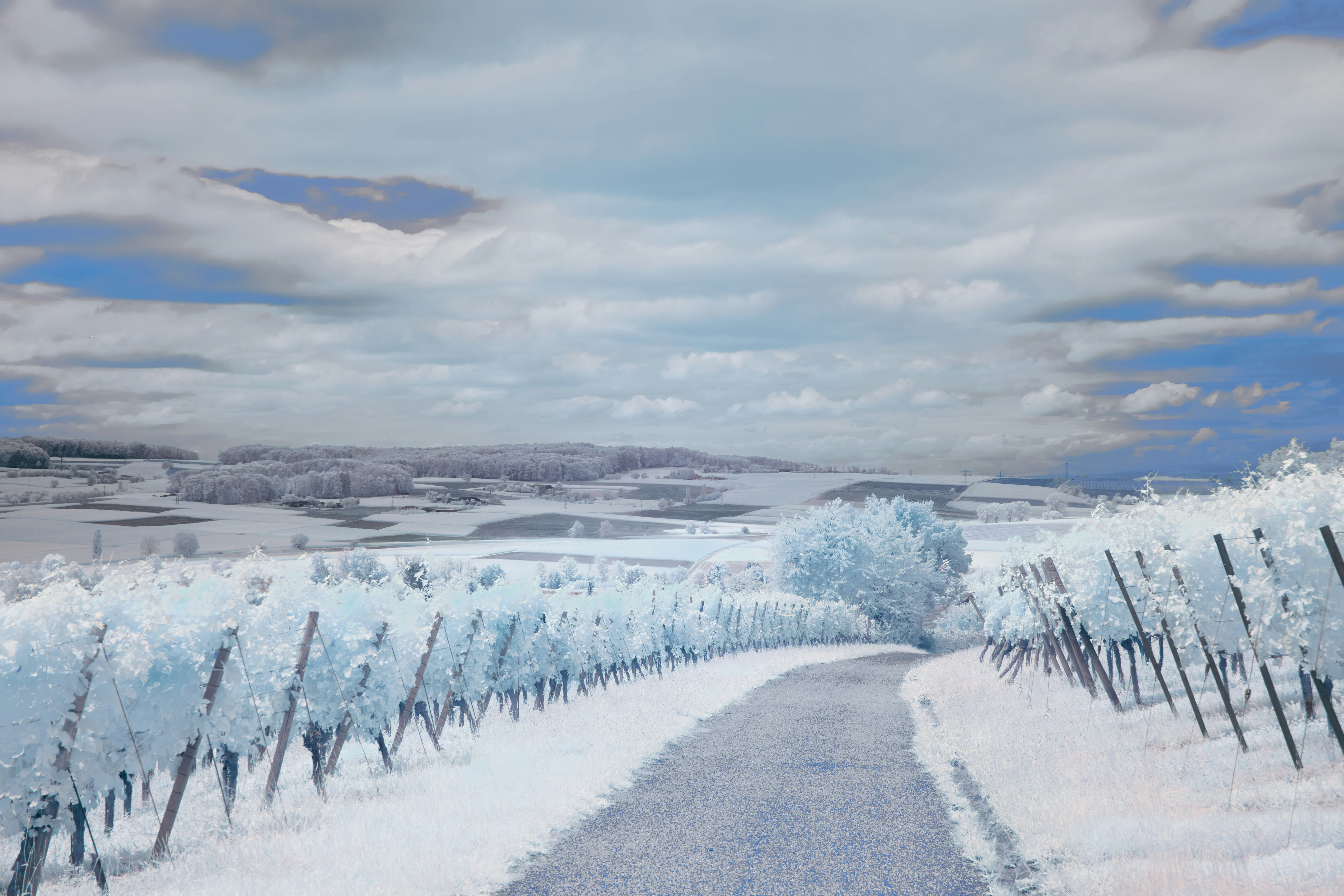 Photo by wolfgang_hasselmann